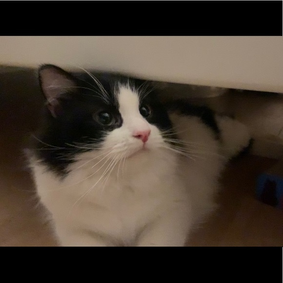 Meet your Posher, BB - Picture 8 of 10